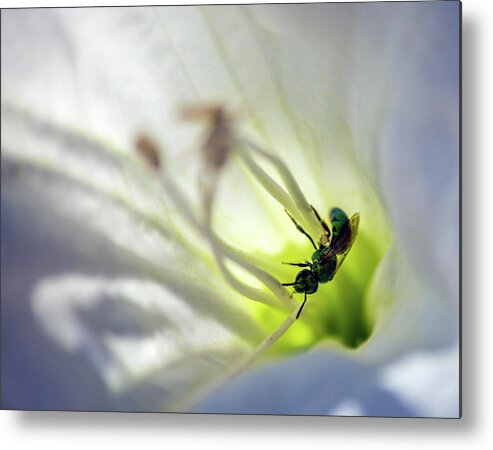 Bee Metal Print featuring the photograph Green Bee Datura Daydream by Jonathan Thompson