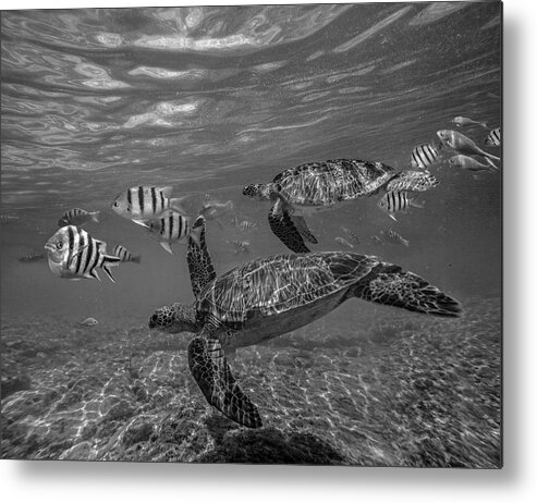 Disk1215 Metal Print featuring the photograph Green Sea Turtles And Butterfly Fish by Tim Fitzharris