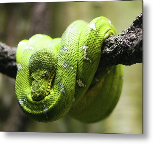 Natural Pattern Metal Print featuring the photograph Green Tree Python by Andy Wanderlust