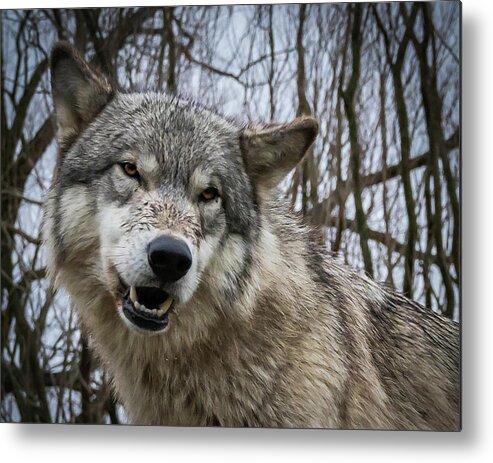 Wolves Wolf Metal Print featuring the photograph Grrrrrrrr by Laura Hedien