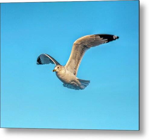 Seagull Metal Print featuring the photograph Gull In Flight 2 by Cathy Kovarik