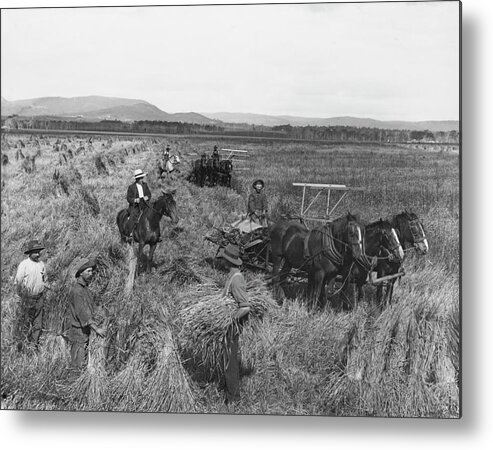Horse Metal Print featuring the photograph Harvest At Molong by Epics