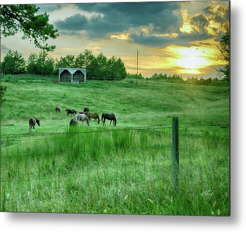 Horses Metal Print featuring the photograph Horses at Sunset by Michael Frank