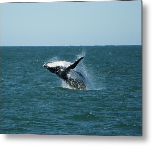 Animal Themes Metal Print featuring the photograph Humpback Whale Breaching by Peter K Leung