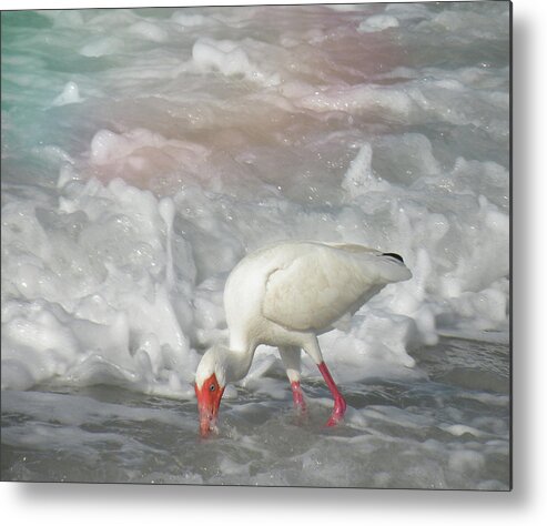 Ibis Metal Print featuring the photograph Ibis and a Tinted Sea by Rosalie Scanlon