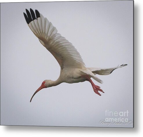 Nature Metal Print featuring the photograph Ibis in flight by Barry Bohn