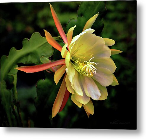 Nature Metal Print featuring the photograph Jerusalem Day Orchid Cactus by Brian Tada
