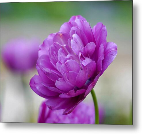 Beautiful Metal Print featuring the photograph Lavender Tulip by Susan Rydberg