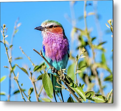 Bird Metal Print featuring the photograph Lilac Breasted Roller by Marcy Wielfaert