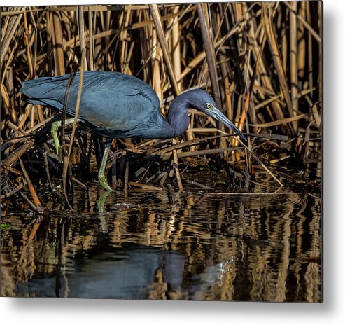 2019 Metal Print featuring the photograph Little Blue Fishing by Ray Silva