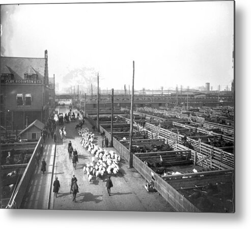 1910-1919 Metal Print featuring the photograph Livestock Pens At The Stockyards by Chicago History Museum