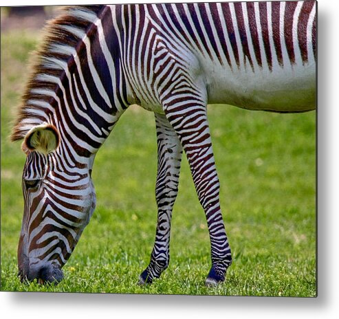 Animal Metal Print featuring the photograph Love Zebras by Susan Rydberg