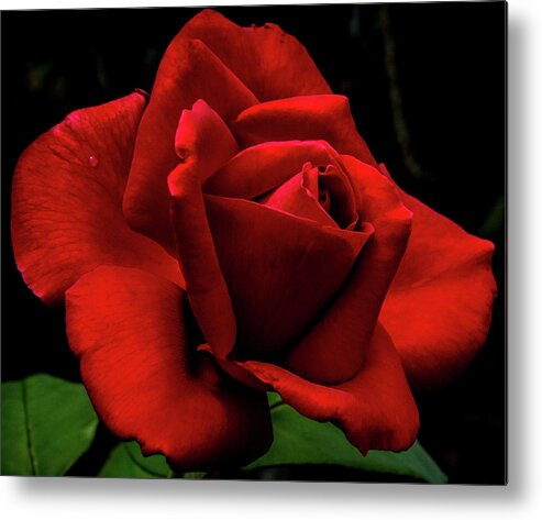 Flower Metal Print featuring the digital art Magnificent Red Long Stem Rose by Ed Stines
