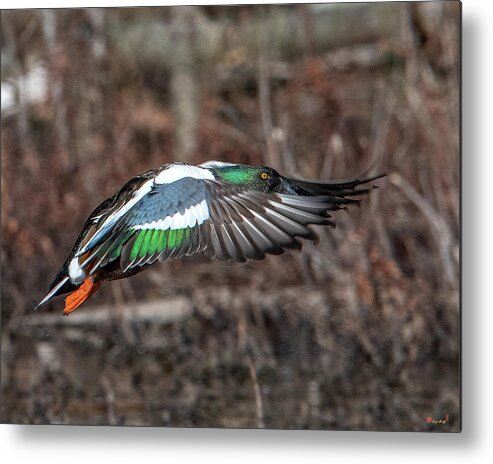 Nature Metal Print featuring the photograph Male Northern Shoveler in Flight DWF0182 by Gerry Gantt