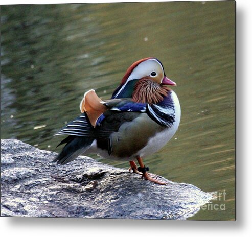 Mandarin Duck Metal Print featuring the photograph Mandarin Duck 2 by Patricia Youngquist