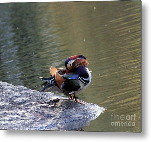 Mandarin Duck Metal Print featuring the photograph Mandarin Duck 3 by Patricia Youngquist