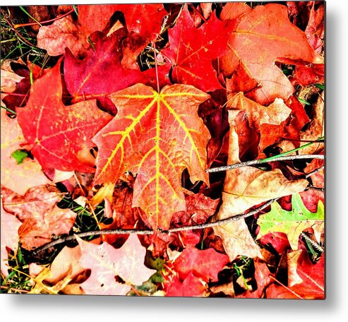 Autumn Metal Print featuring the photograph Maple Leaf by Paul Kercher