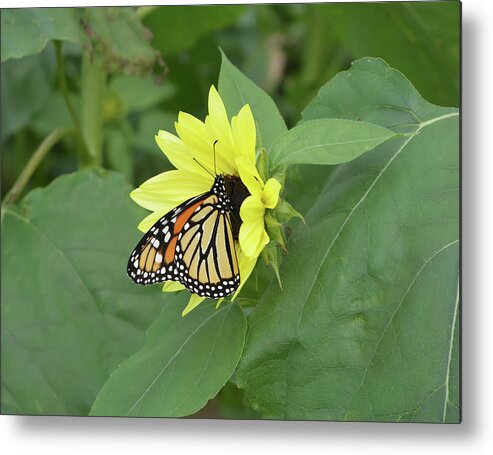 Sunflower Metal Print featuring the photograph Monarch on Sunflower by Aimee L Maher ALM GALLERY