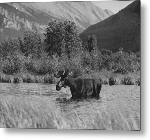 1950-1959 Metal Print featuring the photograph Moose Bathing by Three Lions