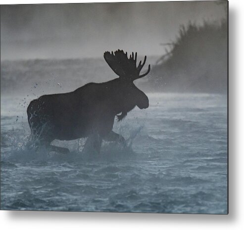 Moose Metal Print featuring the photograph Morning crossing by Mary Hone