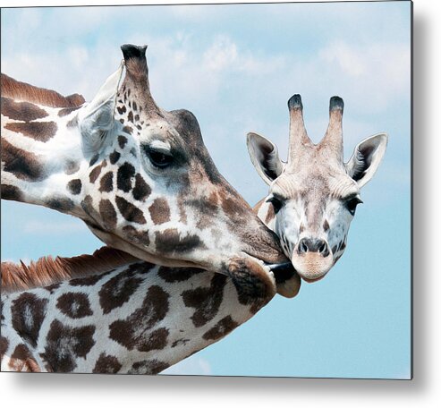 Animal Themes Metal Print featuring the photograph Mothers Touch by Gail Shotlander