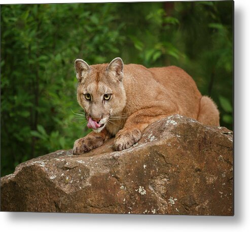 Cougar Metal Print featuring the photograph Mountain Lion Lunch by Galloimages Online