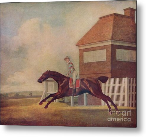 Horse Metal Print featuring the drawing Mr. Ogilvys Bay Racehorse Trentham by Print Collector