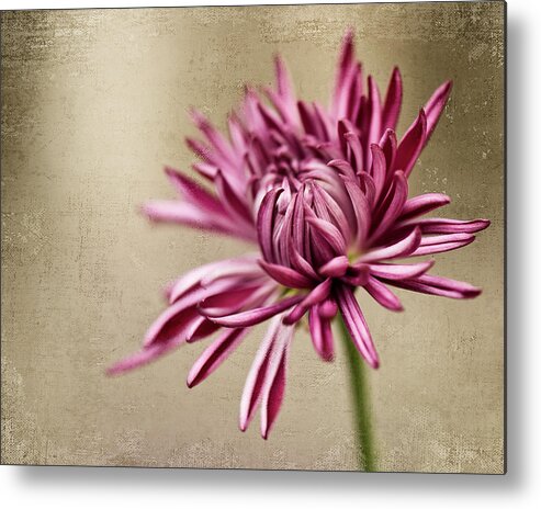 Chrysanthemum Metal Print featuring the photograph Mum Flower by Jody Trappe Photography