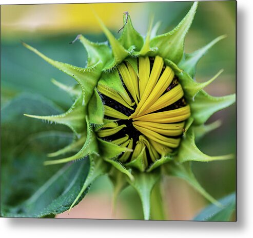 Arboretum Metal Print featuring the photograph Nature Photography Sunflower #1 by Amelia Pearn