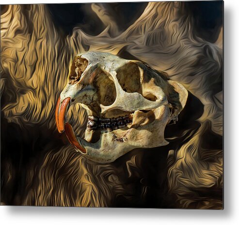 Kansas Metal Print featuring the photograph North American Porcupine skull 01 - FHSM 36400 by Rob Graham