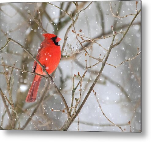 Cardinal Metal Print featuring the photograph Northern Cardinal in Snow #1 by Mindy Musick King