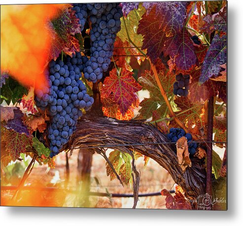 Vine Metal Print featuring the photograph On the Vine by Steph Gabler