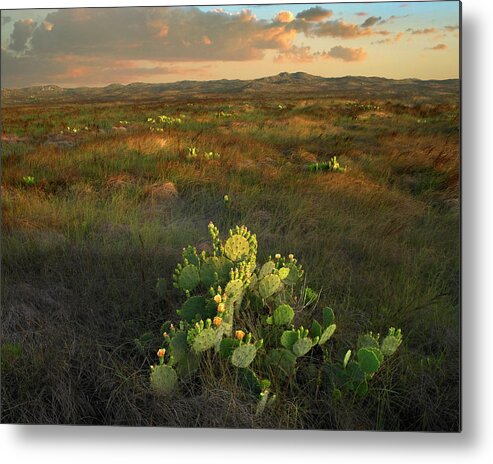 00544894 Metal Print featuring the photograph Opuntia, Mustang Island State Park, Texas by Tim Fitzharris