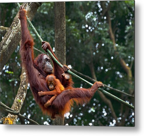  Metal Print featuring the photograph Orang Utan And Her Baby by Angela Muliani Hartojo