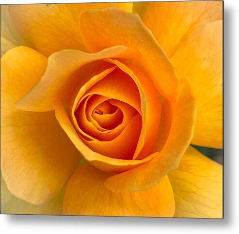 Flower Metal Print featuring the photograph Orange Rose by Anamar Pictures