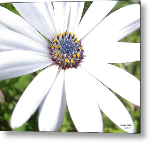 Peace In The Present Moment Metal Print featuring the photograph Page 13 from the book, Peace in the Present Moment. Daisy Brilliance by Michele Penn