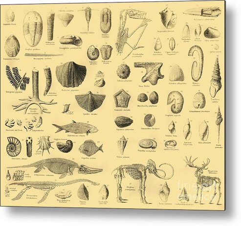 Engraving Metal Print featuring the drawing Palaeontology by Print Collector
