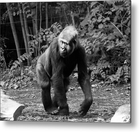 One Animal Metal Print featuring the photograph Pattycake, The Gorilla by New York Daily News