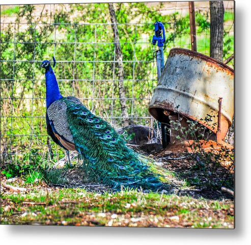 Peacock Metal Print featuring the photograph Peacocks by Peggy Franz