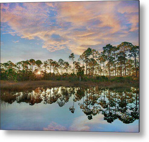 00586456 Metal Print featuring the photograph Pines At Sunrise, St. Joseph Bay State Buffer Preserve, Florida by Tim Fitzharris