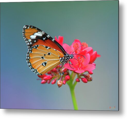 Bangkok Metal Print featuring the photograph Plain Tiger or African Monarch Butterfly DTHN0246 by Gerry Gantt