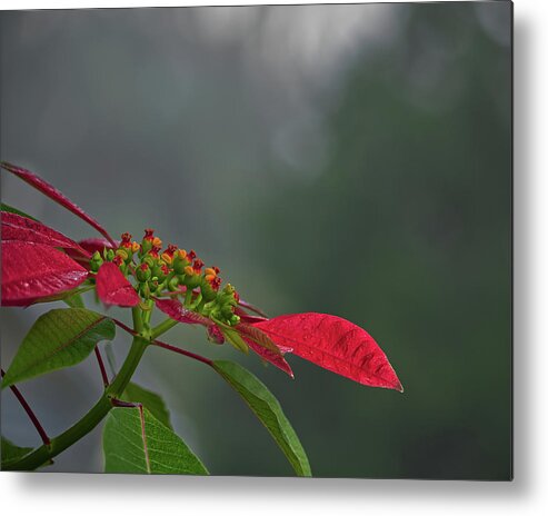 Nature Metal Print featuring the photograph Poinsettia by Richard Rizzo