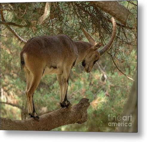 Mammal Metal Print featuring the photograph Pyrenean Ibex by Bob Gibbons/science Photo Library
