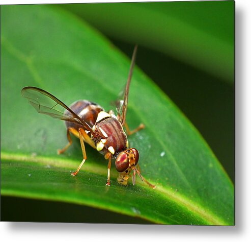 Animal Themes Metal Print featuring the photograph Queensland Fruit Fly - Bactrocera by By James A. Niland