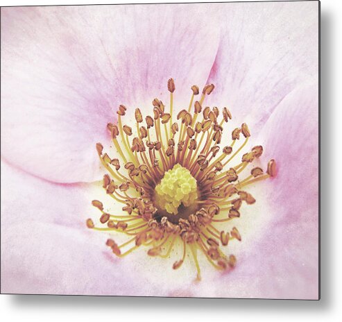 Rose Metal Print featuring the photograph Radiant Center by Lupen Grainne