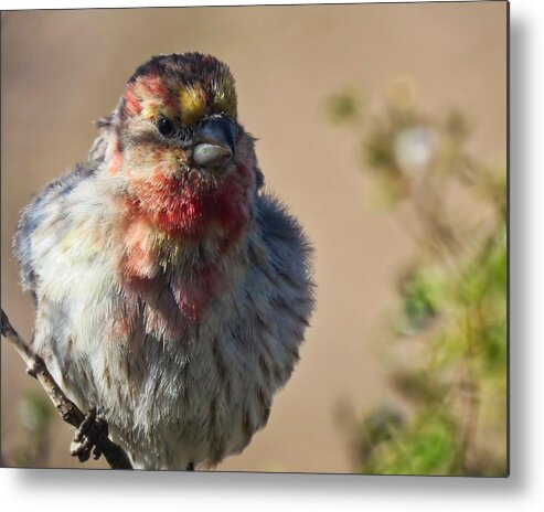 Arizona Metal Print featuring the photograph Rare Multicolored Male House Finch by Judy Kennedy