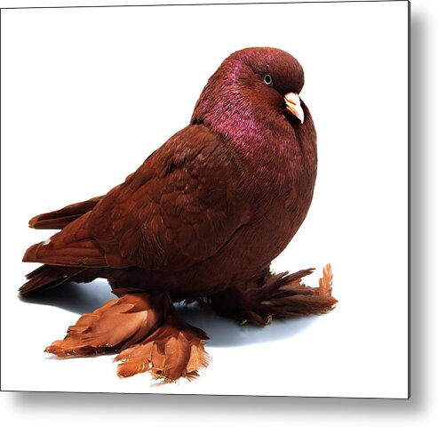 Pigeon Metal Print featuring the photograph Red West of England Tumbler Pigeon by Nathan Abbott
