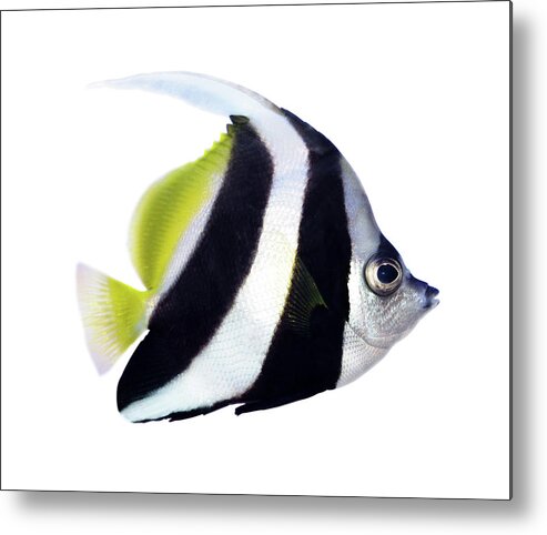 Underwater Metal Print featuring the photograph Reef Bannerfish by Alxpin