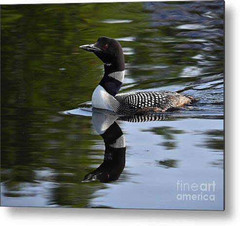 Reflection Metal Print featuring the photograph Reflecting Loon by Steve Brown
