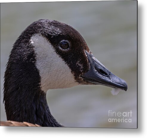 Photography Metal Print featuring the photograph Reflection in its Eyes by Alma Danison